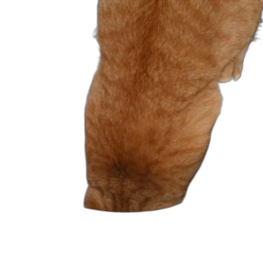animal, hair, staff, creature transparent PNG cut-out