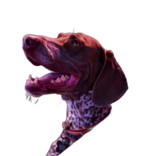 animal, creature, staff, face transparent PNG cut-out