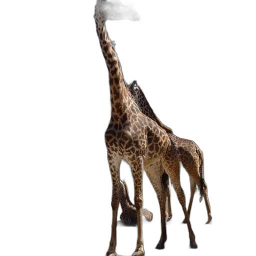 animal, creature, dragon, staff transparent PNG cut-out