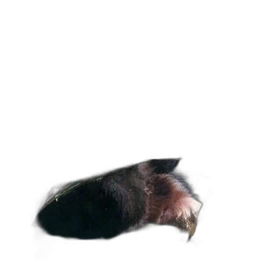 animal, creature, hair, hat transparent PNG cut-out