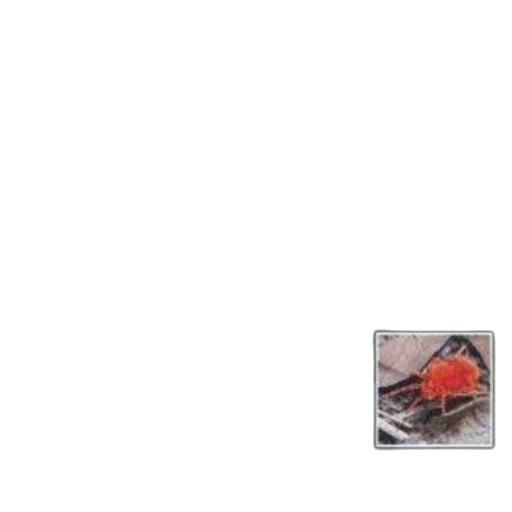 car, shoes, food, jewelry transparent PNG cut-out