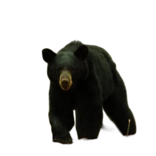 animal, creature, staff, 3d render transparent PNG cut-out