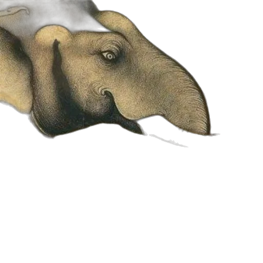 mask, animal, hat, creature transparent PNG cut-out