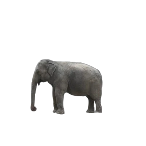 animal, creature, staff, hat transparent PNG cut-out