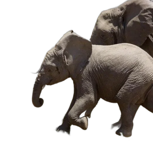 animal, creature, 3d render, photorealistic transparent PNG cut-out