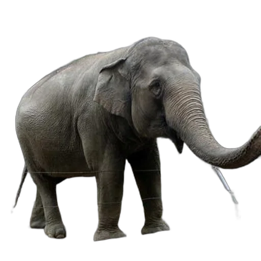 animal, creature, staff, weapon transparent PNG cut-out