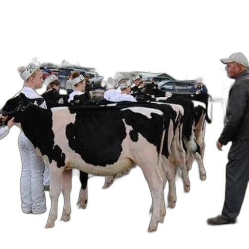 animal, group, people, white transparent PNG cut-out