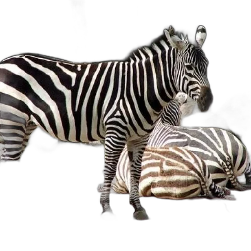 animal, creature, jewelry, furniture transparent PNG cut-out