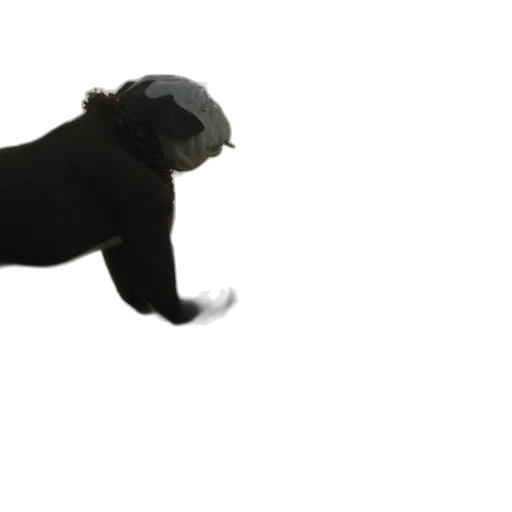 hat, animal, creature, hair transparent PNG cut-out