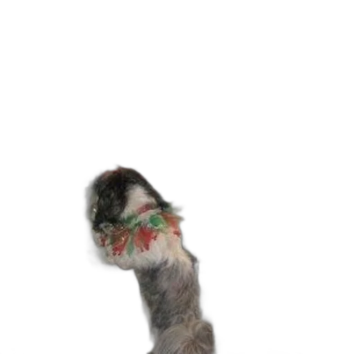 staff, animal, hair, creature transparent PNG cut-out