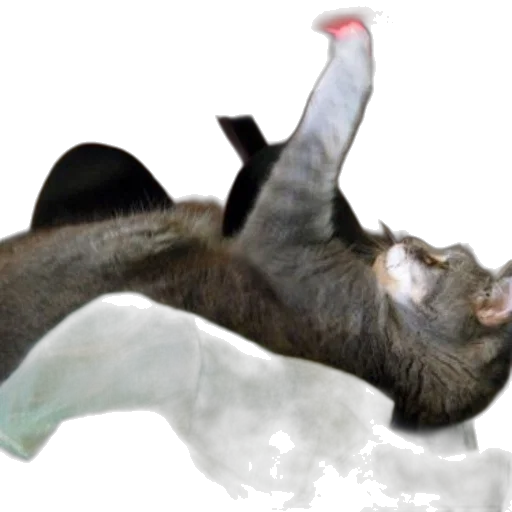 animal, creature, staff, dragon transparent PNG cut-out