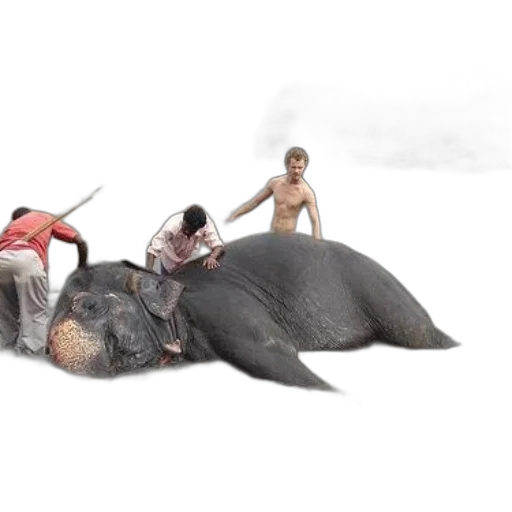 animal, concept art, photorealistic, 3d render transparent PNG cut-out