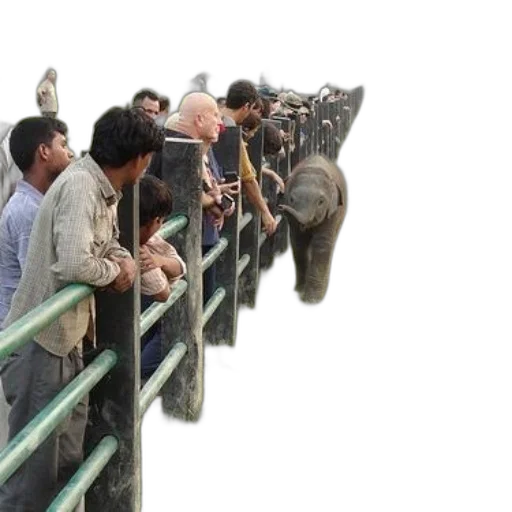 animal, staff, group, people transparent PNG cut-out