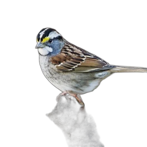 animal, staff, creature, hat transparent PNG cut-out