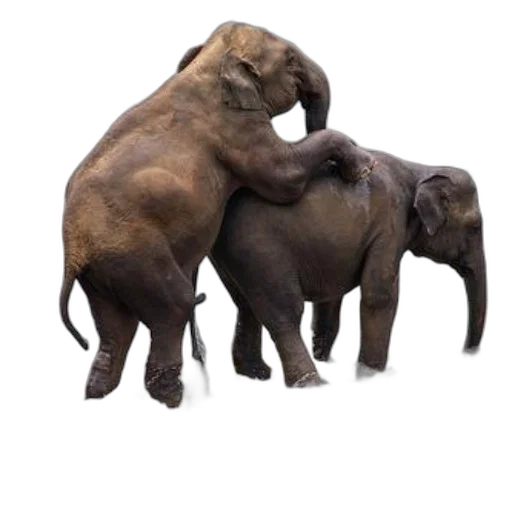 animal, earth tones, two, elephants transparent PNG cut-out