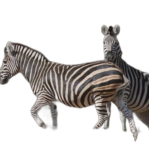 animal, creature, jewelry, furniture transparent PNG cut-out