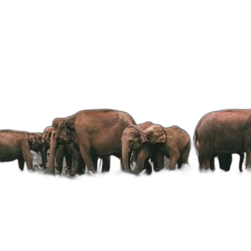 animal, furniture, staff, concept art transparent PNG cut-out
