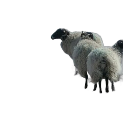 animal, creature, hair, weapon transparent PNG cut-out