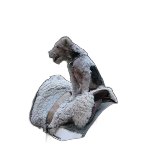 animal, mask, hat, jacket transparent PNG cut-out