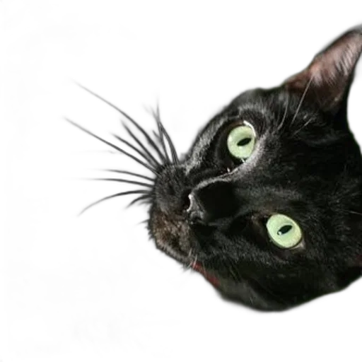 animal, creature, staff, face transparent PNG cut-out