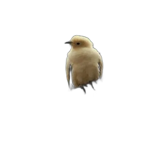 animal, creature, staff, hair transparent PNG cut-out