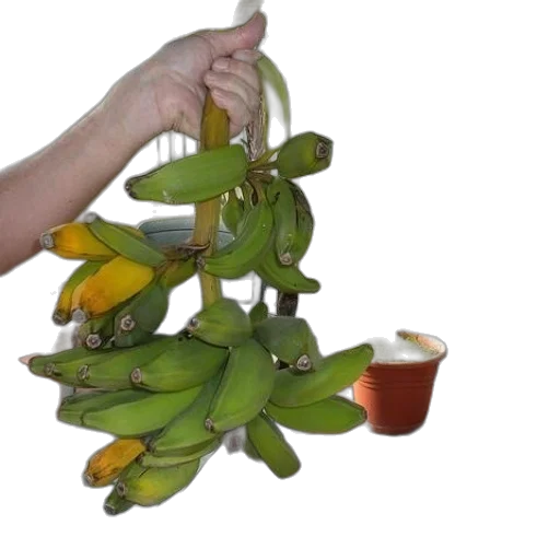 food, weapon, staff, crown transparent PNG cut-out