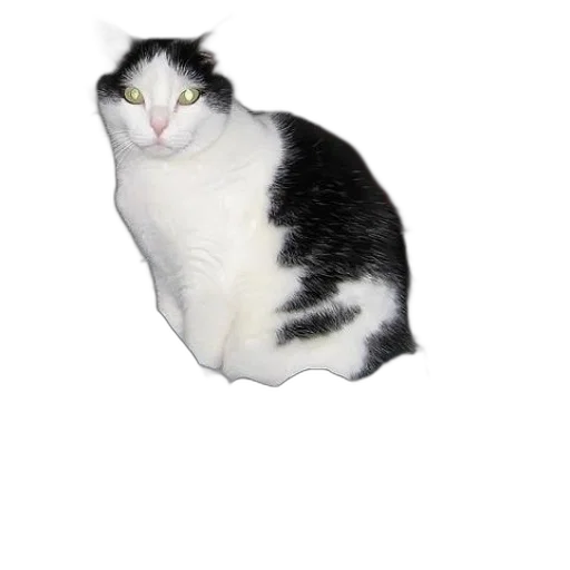 animal, creature, face, staff transparent PNG cut-out