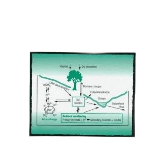 tree, forest, green, geochemistry transparent PNG cut-out