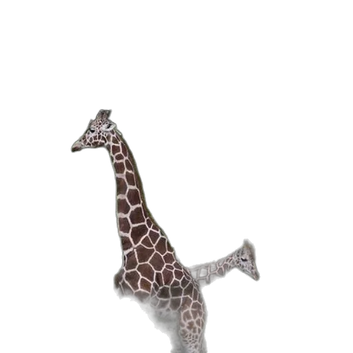 animal, creature, staff, hat transparent PNG cut-out