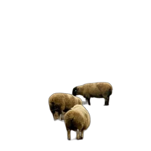 animal, furniture, creature, weapon transparent PNG cut-out