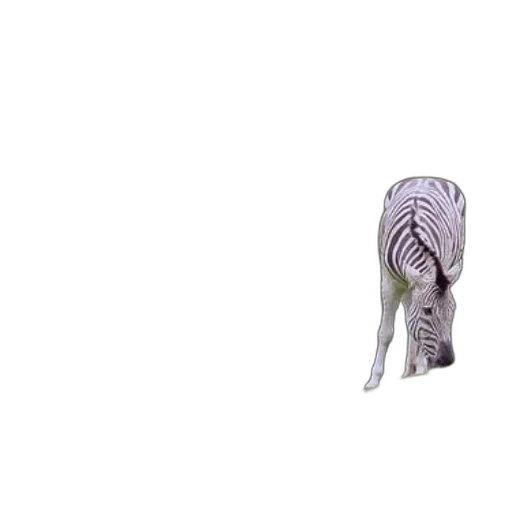 animal, shoes, creature, hair transparent PNG cut-out