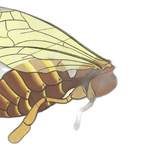 animal, 3d render, concept art, photorealistic transparent PNG cut-out