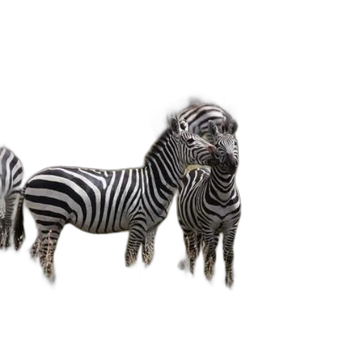 animal, creature, jewelry, furniture transparent PNG cut-out