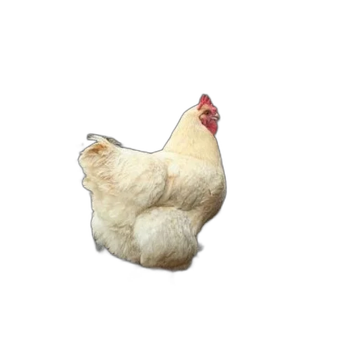 animal, food, creature, jacket transparent PNG cut-out