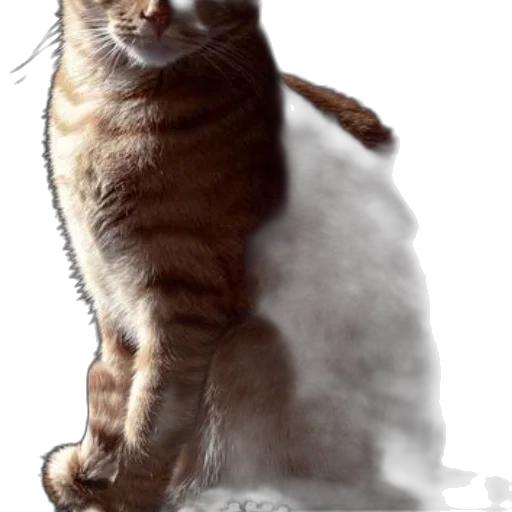 staff, animal, creature, jewelry transparent PNG cut-out