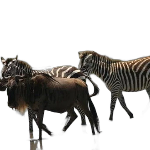 animal, staff, furniture, creature transparent PNG cut-out
