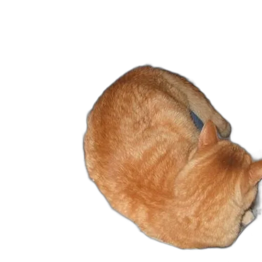 hat, animal, creature, mask transparent PNG cut-out