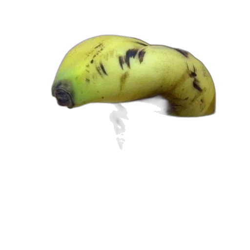 hat, food, umbrella, animal transparent PNG cut-out