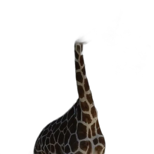 animal, hat, creature, shoes transparent PNG cut-out