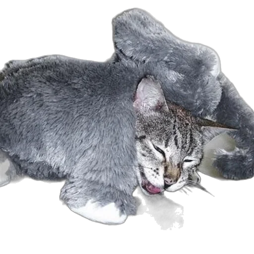 animal, creature, hat, staff transparent PNG cut-out