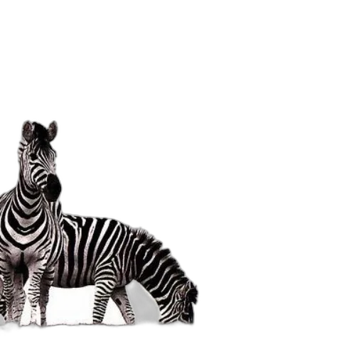 animal, creature, furniture, shoes transparent PNG cut-out