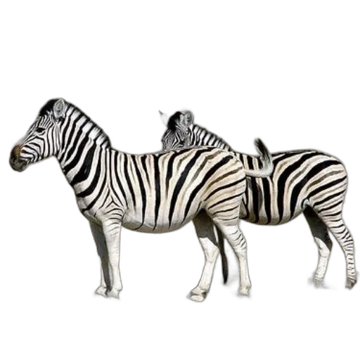 animal, furniture, jewelry, 3d render transparent PNG cut-out