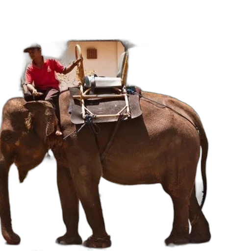 animal, furniture, concept art, 3d render transparent PNG cut-out