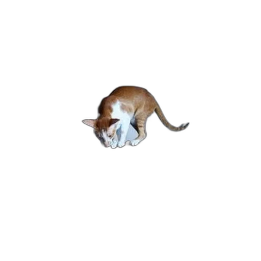 animal, staff, creature, hat transparent PNG cut-out