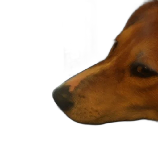 animal, face, staff, creature transparent PNG cut-out