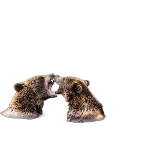 animal, shoes, creature, food transparent PNG cut-out