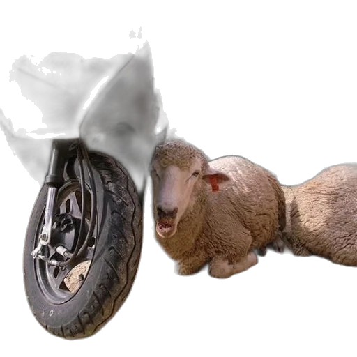animal, car, shoes, hair transparent PNG cut-out