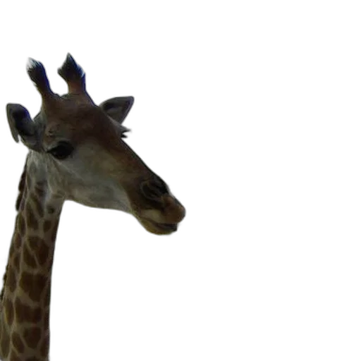 animal, creature, face, hat transparent PNG cut-out