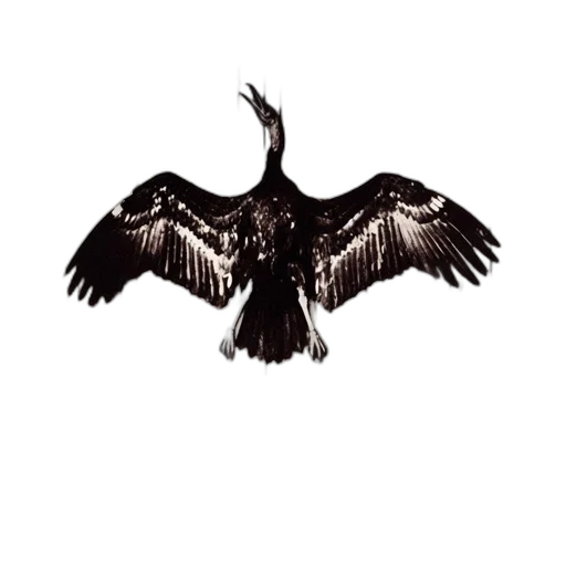 animal, dragon, jacket, crown transparent PNG cut-out