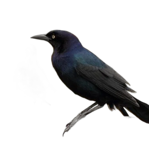 animal, staff, creature, food transparent PNG cut-out